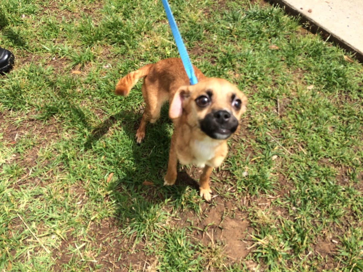 https://patch.com/img/cdn20/users/2213323/20180518/022545/styles/raw/public/processed_images/rescued_dog2-1526667558-817.jpg