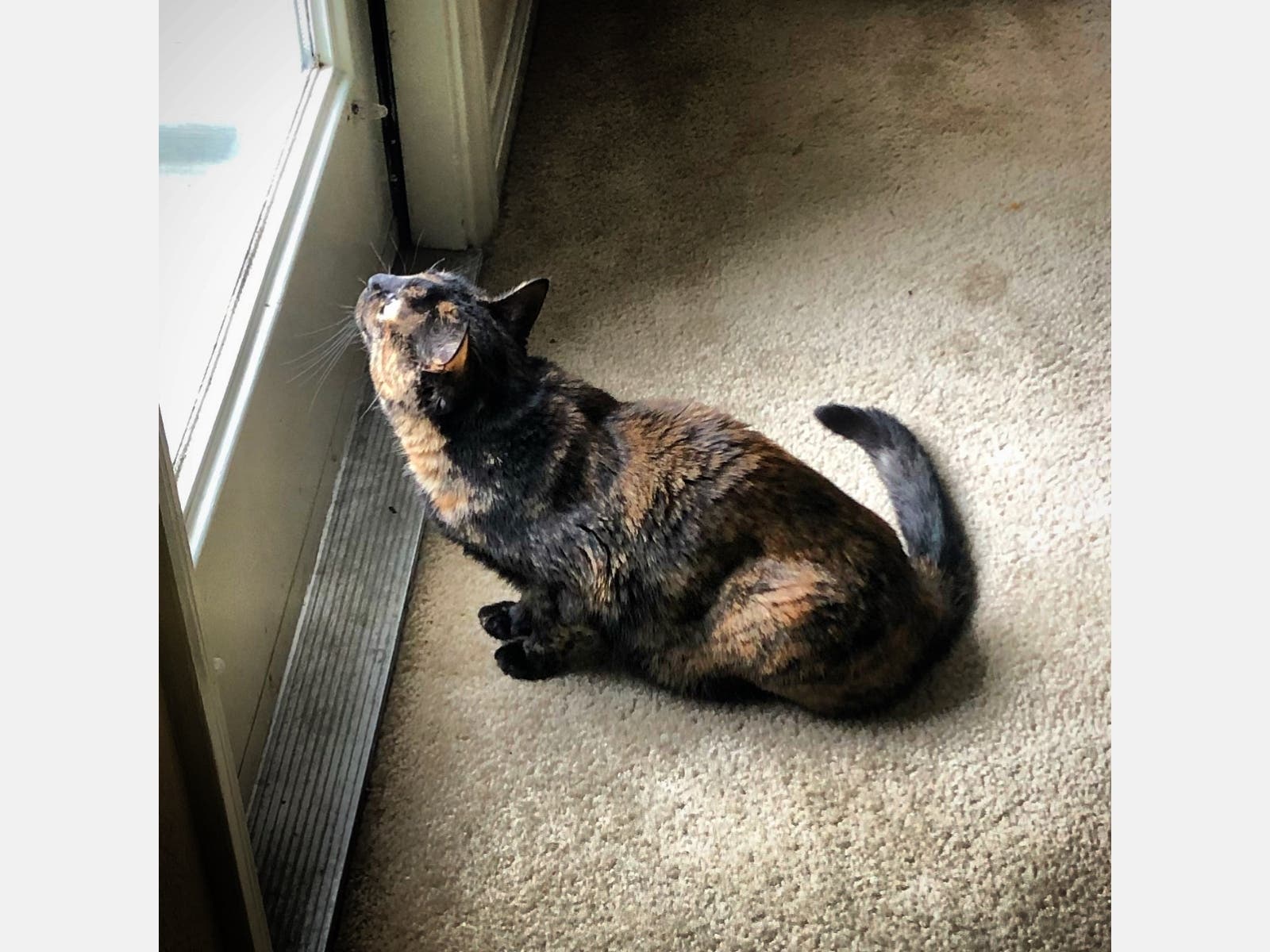 Tiffany Wright says her cat has “been providing me with lots of entertainment during our shelter in place.” 