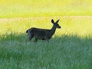Wildlife seen while hiking in Rancho San Antonio County Park.