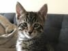 Liam (shown above), a brown tabby male and Lucy, a black and white female, were found April 27 by a woman who was driving home from work and spotted the box on the west bound side of the San Mateo Bridge.