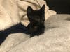 Lucy (shown above), a black and white female, and Liam, a brown tabby male, were found April 27 by a woman who was driving home from work and spotted the box on the west bound side of the San Mateo Bridge.