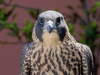 Peregrine falcon chick in recovery at PHS Wildlife Care Center.