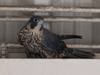 One of the peregrine falcon chicks walking towards parents waiting outside the nest they built inside a United Airlines hangar at San Francisco International Airport.