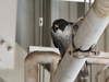 Watchful parent during the reunification at the nest built inside a United Airlines hangar at San Francisco International Airport.