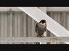 Watchful parent during the reunification at the nest built inside a United Airlines hangar at San Francisco International Airport.
