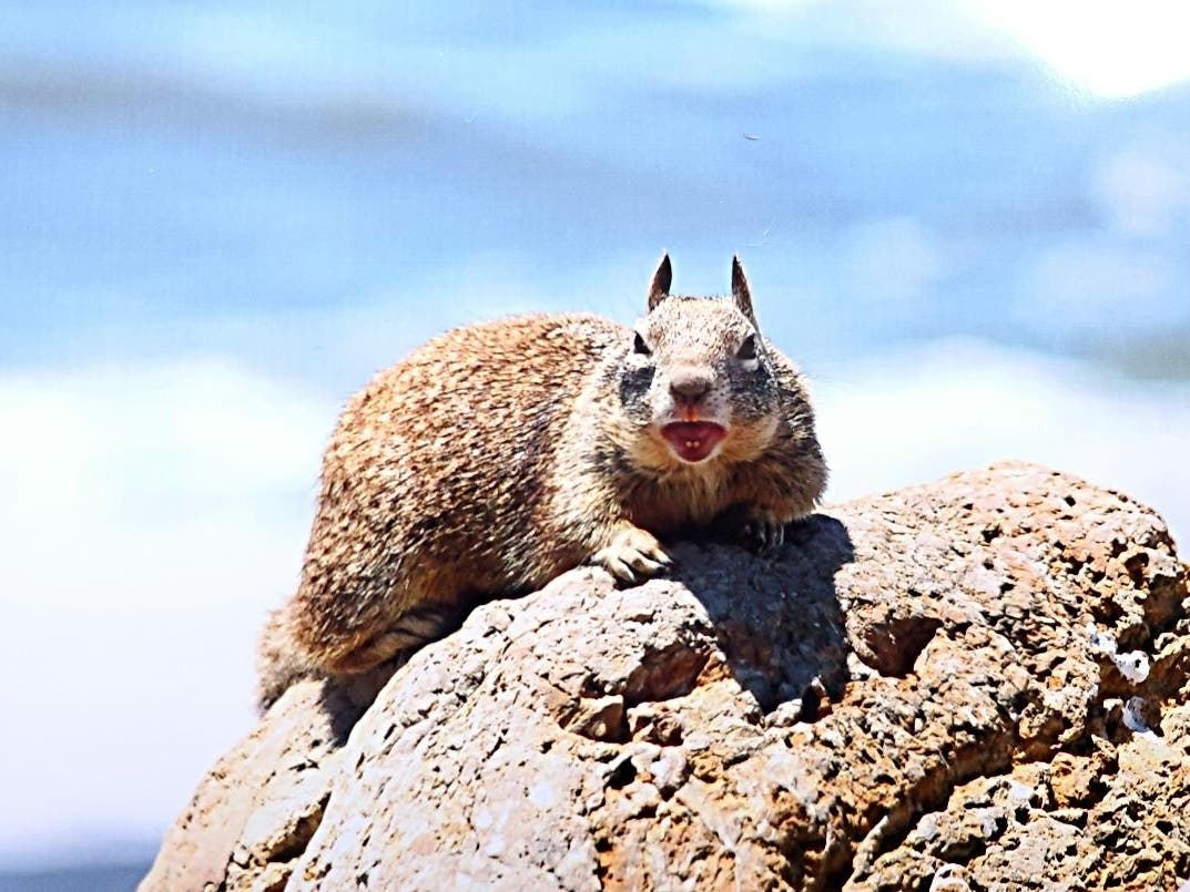 Photographer Maryann Tomola recently visited Rockaway Beach in Pacifica hoping to find whales. Instead she found “this little guy!”