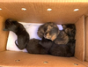 The kittens were living in the hose compartment of a fire engine truck at the San Mateo Consolidated Fire Department’s training facility in Foster City, 