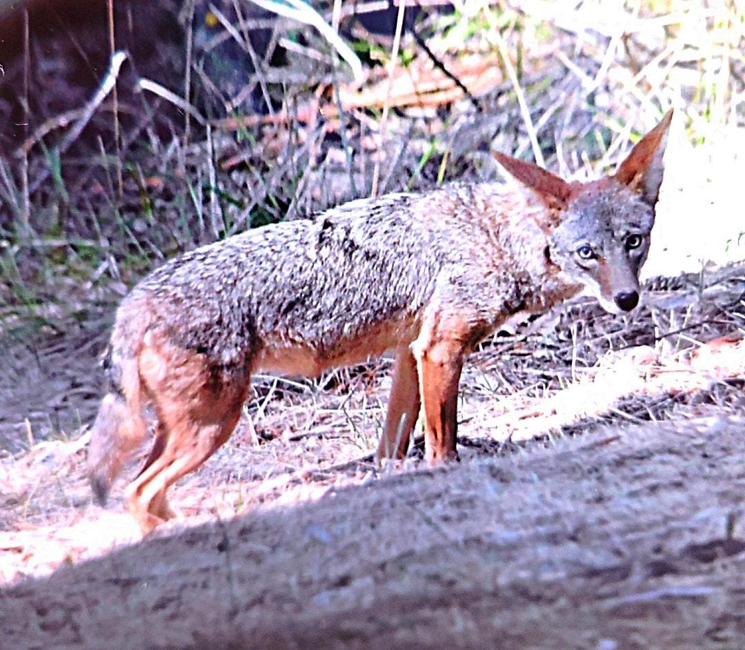  “It was the look in its eyes that made it special,” Maryann Tomola said of capturing a coyote's gaze on camera.