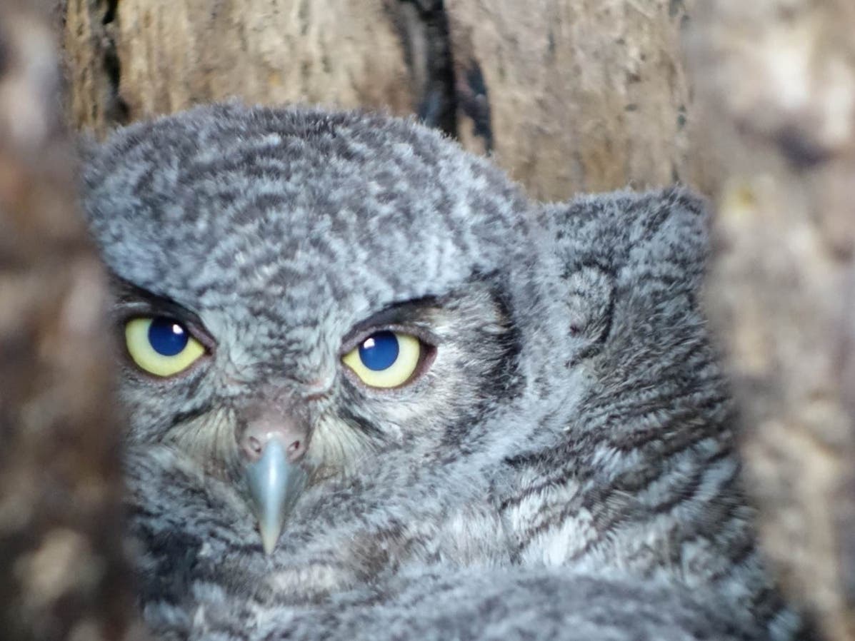 “Despite the name, screech-owls do not screech; the voice of this species features whinnies and soft trills,” the Audubon Society’s website says.