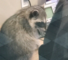 The Peninsula Humane Society responded to a report of two juvenile raccoons spotted inside the bank, which was closed to the public at the time.