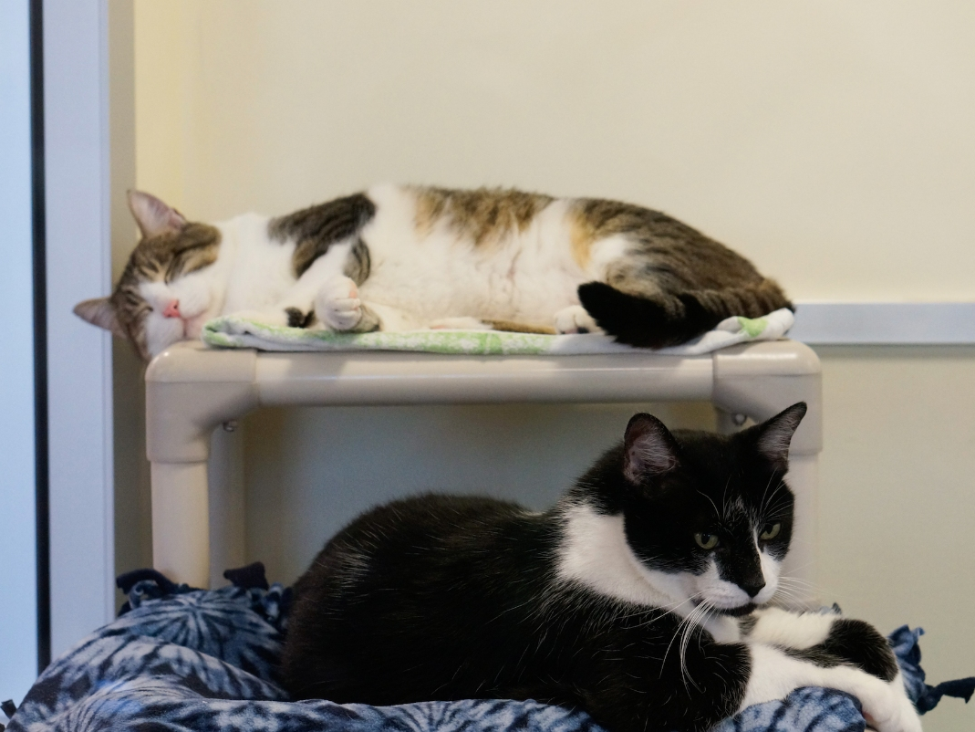 Does your home have an extra-large cat-shaped void that needs to be filled? Ask for Oreo ID# A529136 and Toby ID# A587538. 