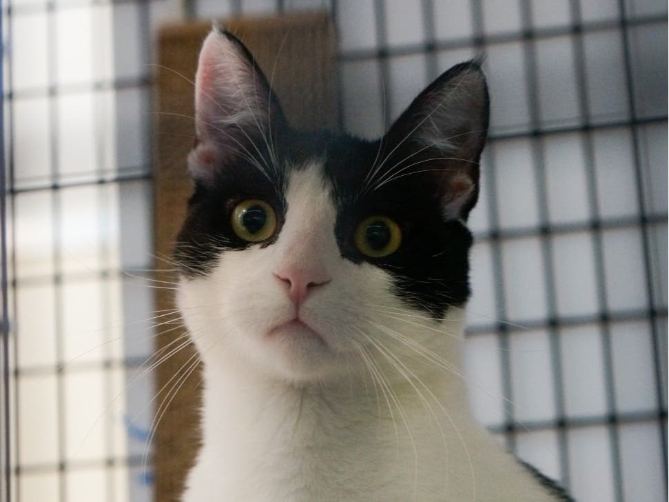 Oscar is a high energy feline who can get overstimulated. Due to his liveliness, Oscar would do best in an adult only home. 