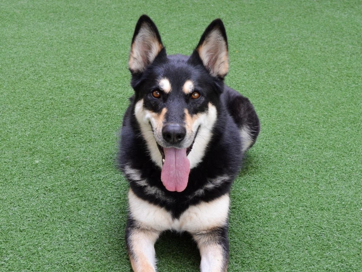 Because of her size and strength, Kira would do best in an active adult only home and with people experienced with large breed dogs.