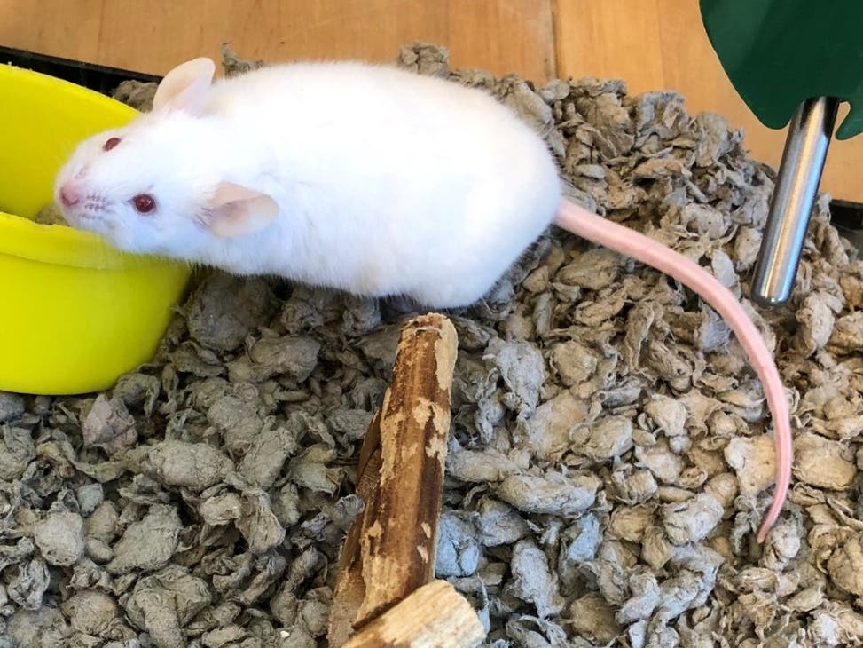 Mice are active and social critters and love to explore their habitats. These pint-size pets are ideal for people seeking a quiet animal companion who doesn’t make many demands. 