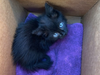 “The rescue operation took almost two hours, but it was worth it when we were able to save the life of this tiny kitten,” PHS Communications Manager Buffy Martin Tarbox said.