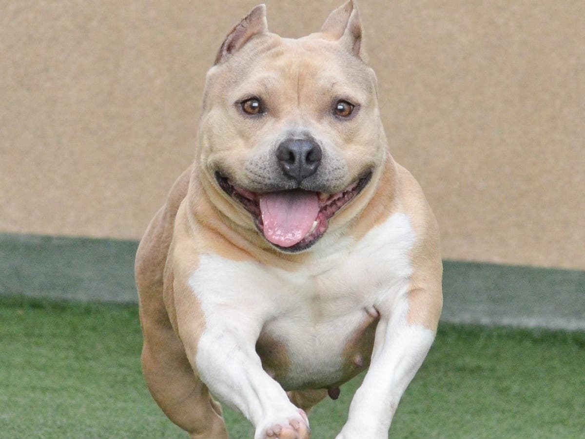 Butter is extremely affectionate and loves to nibble on delectable dog treats. Butter enjoys the company of humans, but can be picky about other dogs. 