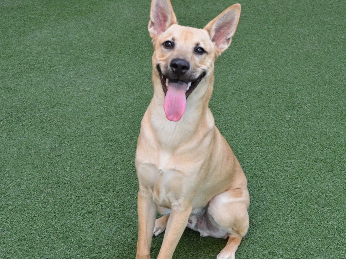 His zippy nature will definitely keep you on your toes. Because he’s young and still working on his manners, Gorgonzola’s ideal home would be one with no small children and where there’s a spacious yard so this high-stamina dog can expend some of his jubi