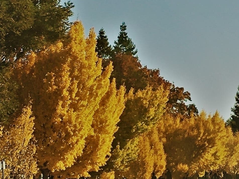 Ravi Vinayak​ captured this photo on Middlefield Road in Mountain View​.
