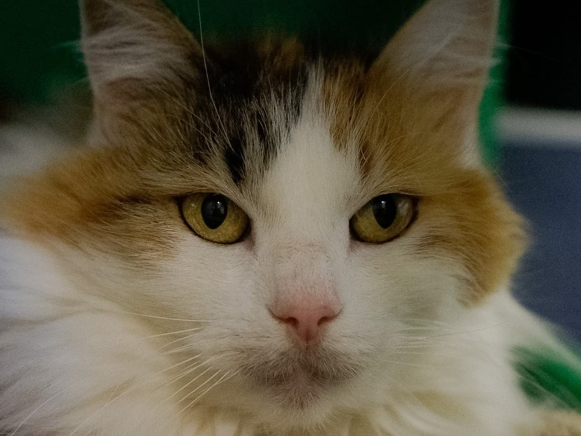 Despite her age, Sheba still enjoys playtime, but mostly she just wants a home and lap to call her own where she can enjoy her golden years. 