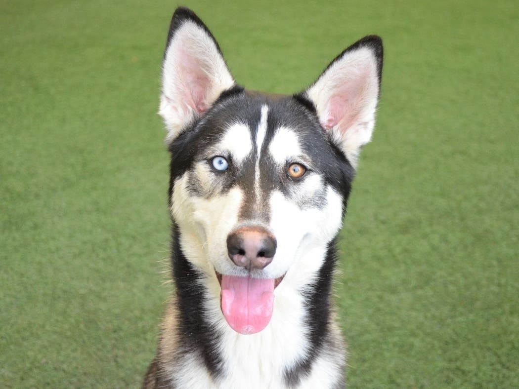 Meet Jack, a 2-year-old neutered male gorgeous Siberian Husky.  Adventure is Jack’s middle name and he’s always game for something new.  He’s energetic, full of pizazz and will definitely keep you on your toes. 