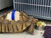 Michelangelo, beloved at the preschool where children enjoyed feeding and riding him daily as they learned to care for the animals, underwent surgery at ARCHVET Animal Hospital.