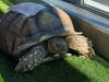 Michelangelo, beloved at the preschool where children enjoyed feeding and riding him daily as they learned to care for the animals, underwent surgery at ARCHVET Animal Hospital.