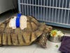 Michelangelo, beloved at the preschool where children enjoyed feeding and riding him daily as they learned to care for the animals, underwent surgery at ARCHVET Animal Hospital.