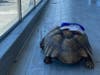 Michelangelo, beloved at the preschool where children enjoyed feeding and riding him daily as they learned to care for the animals, underwent surgery at ARCHVET Animal Hospital.
