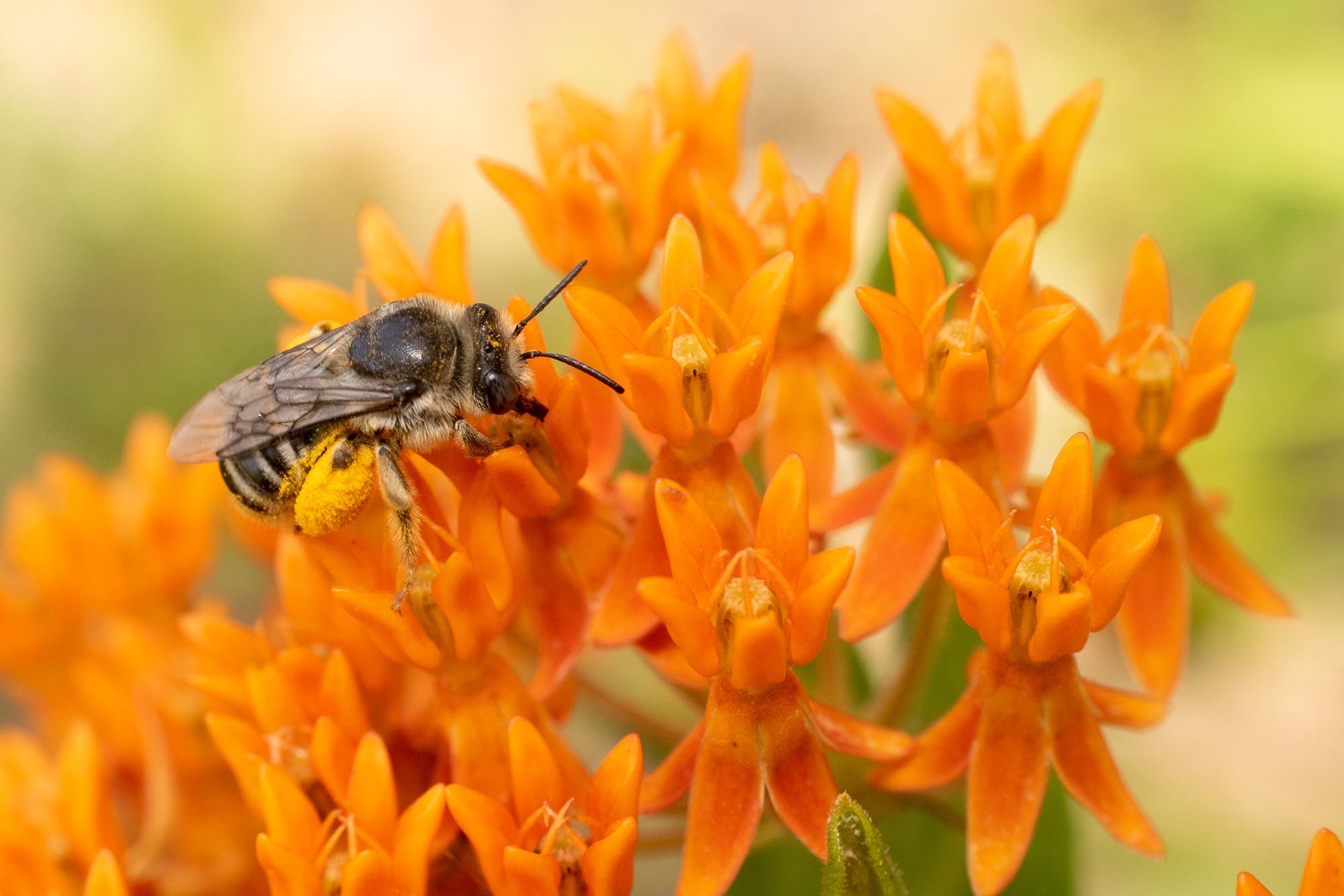 The Secret Lives of Native Bees