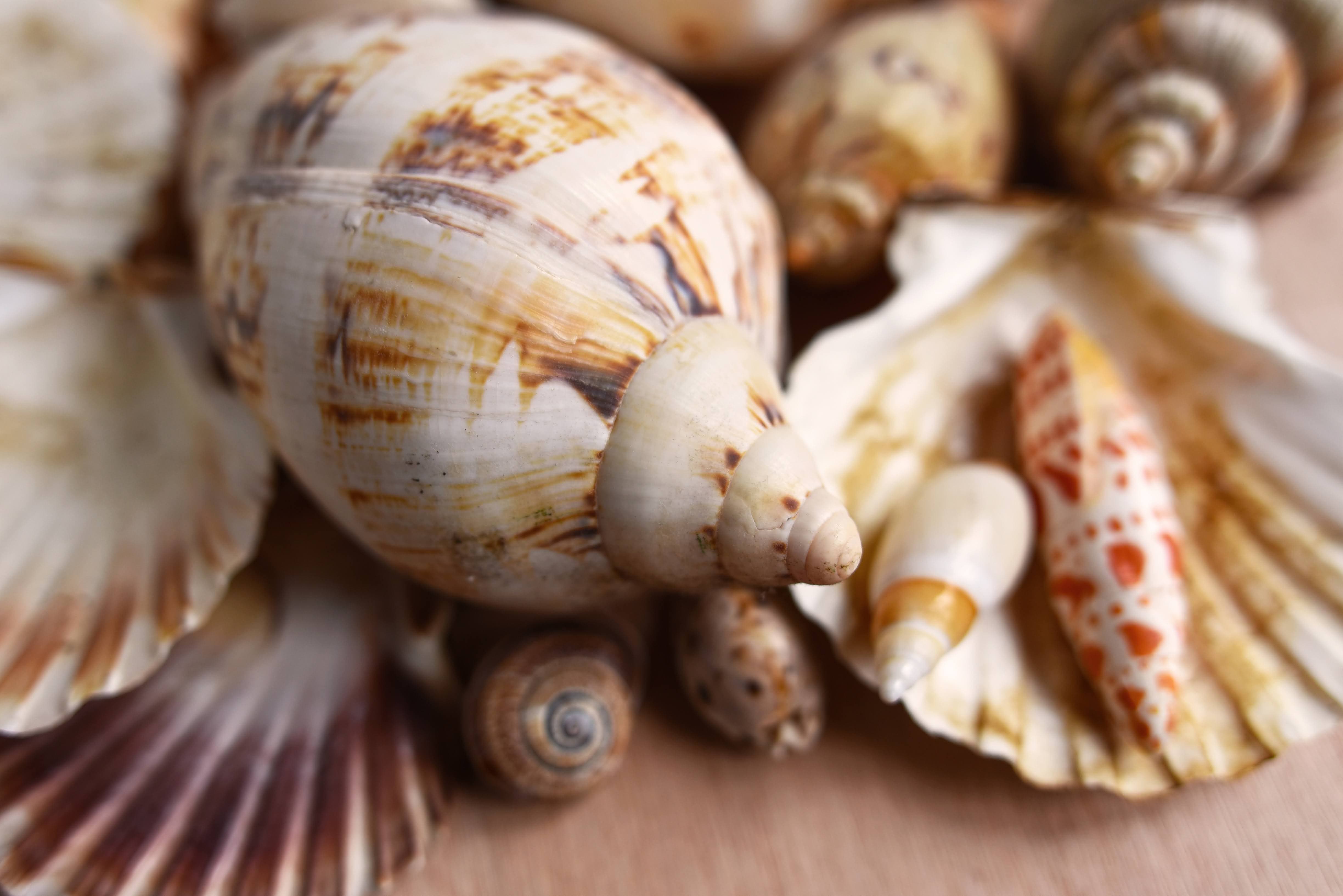 Shell Builders Workshop with Salem Sound Coastwatch
