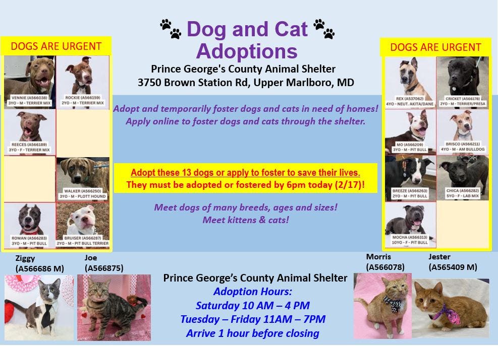 Feb 17 Adopt And Foster Dogs And Cats In Need Of Homes Today Arrive feb-17-adopt-and-foster-dogs-and-cats-in-need-of-homes-today-arrive