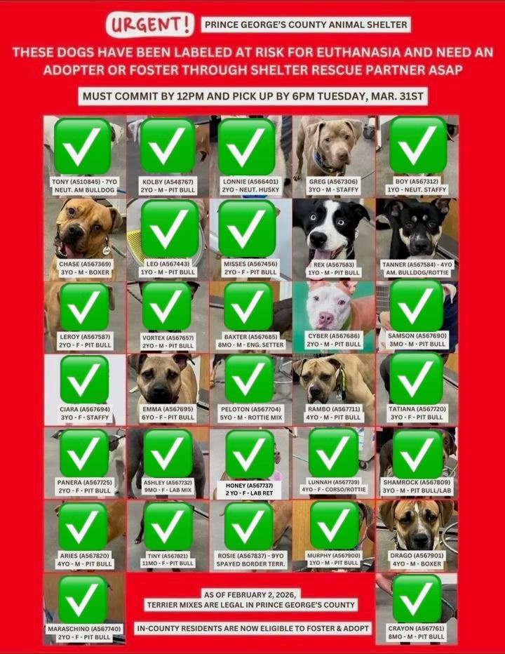 Adopt and Foster Urgent Dogs - Final Day - Some Adoption Fees Sponsored (Arrive by 6PM)
