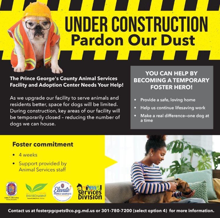 Dog Fosters Needed Now at PG County Animal Shelter - Apply Online Today