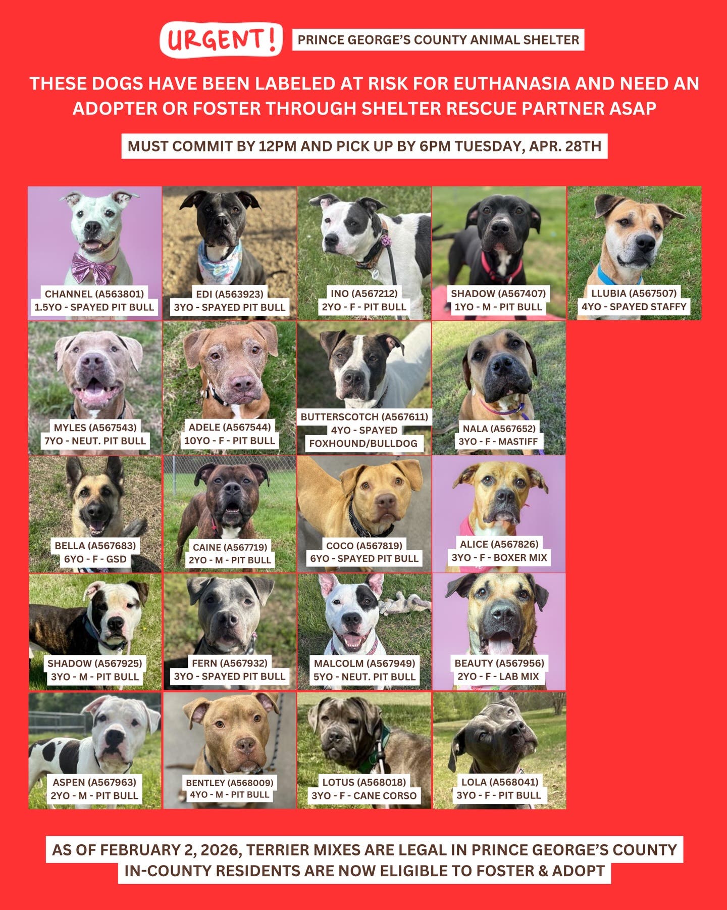 Adopt and Foster Urgent Dogs - Fees Sponsored for Some - Saturday (10AM - 4PM; Arrive by 3pm)