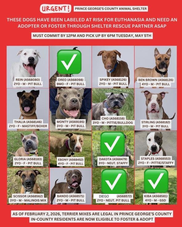 Adopt and Foster Urgent Dogs - Some Fees Sponsored - Saturday (10AM - 4PM; Arrive by 3pm)