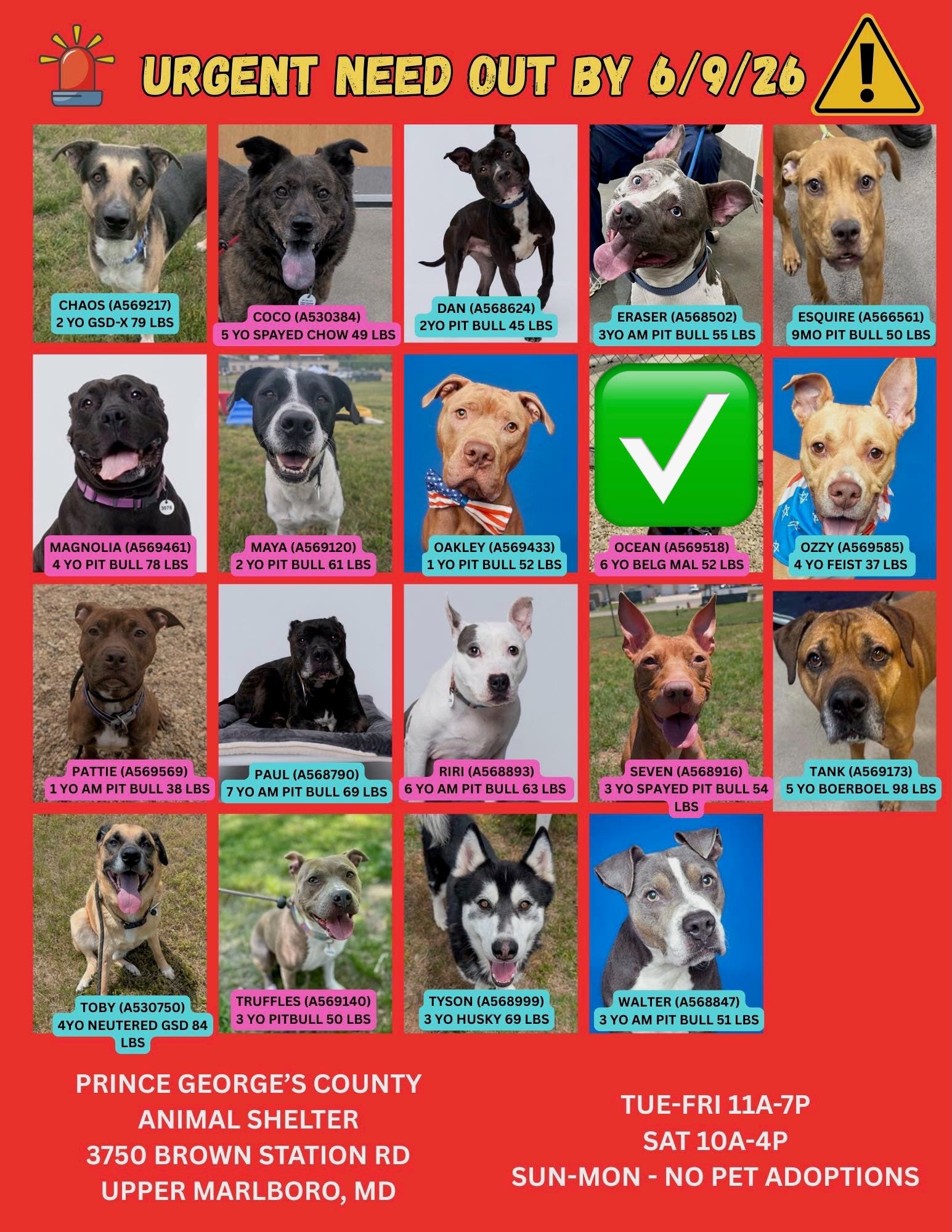 Adopt and Foster Urgent Dogs - Friday (11AM - 7PM, Arrive by 6PM)