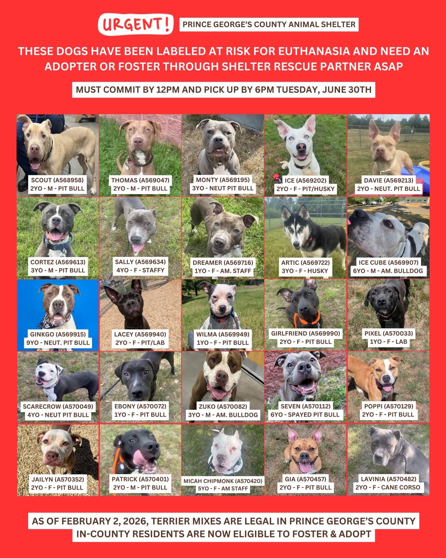 Adopt and Foster Dogs on Urgent List (arrive by 6pm)