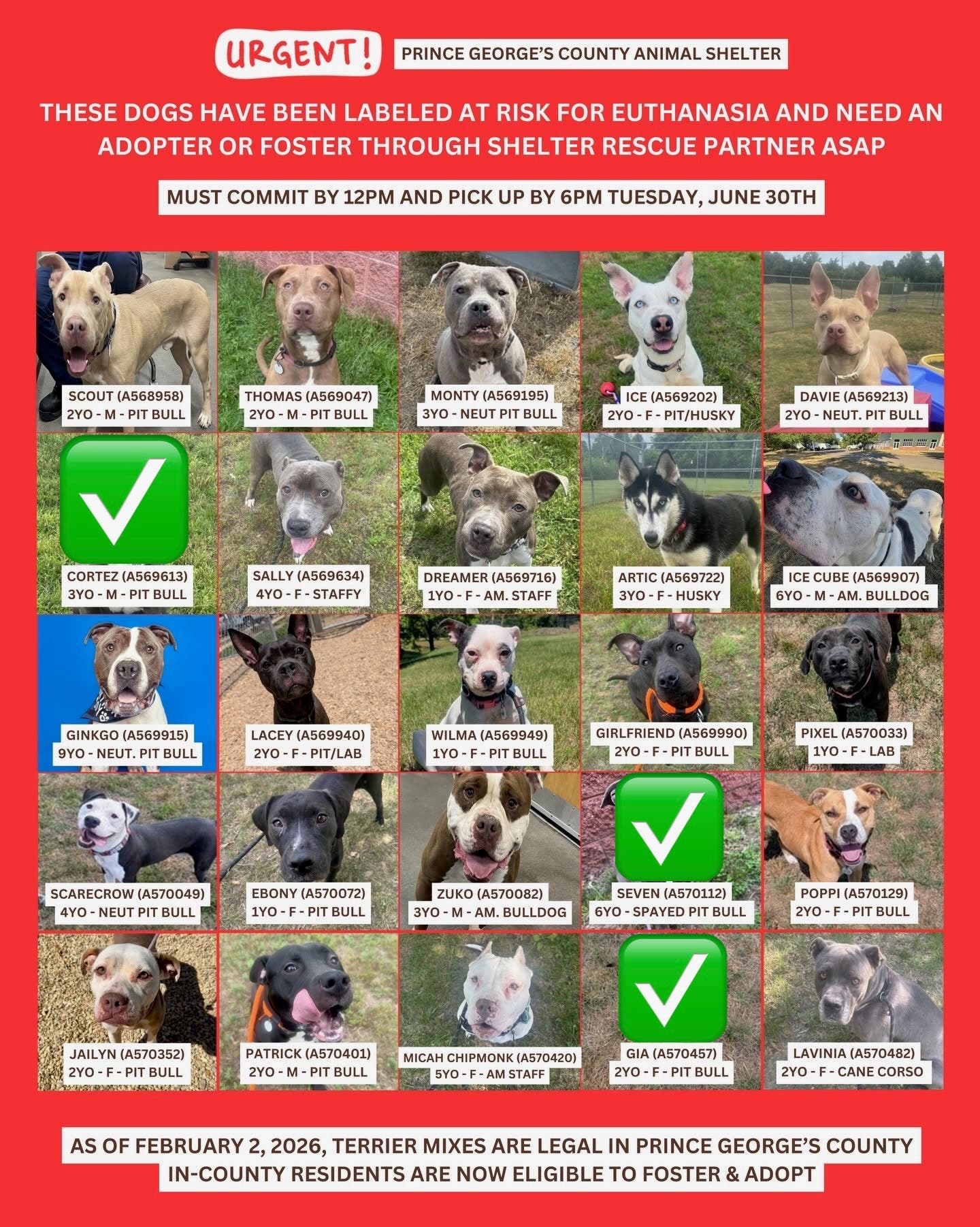 Adopt and Foster Dogs on Urgent List (Arrive by 6PM)