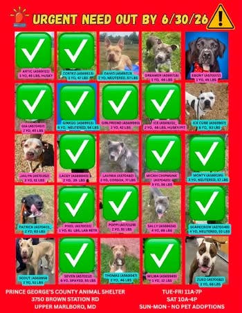 Adopt and Foster Dogs on Urgent List (11AM - 7PM, Arrive by 5:30 PM)
