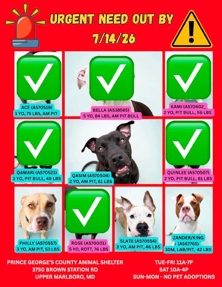 Adopt and Foster Urgent Dogs - Fee Sponsored - Final Day (11am - 7pm, arrive by 6pm)