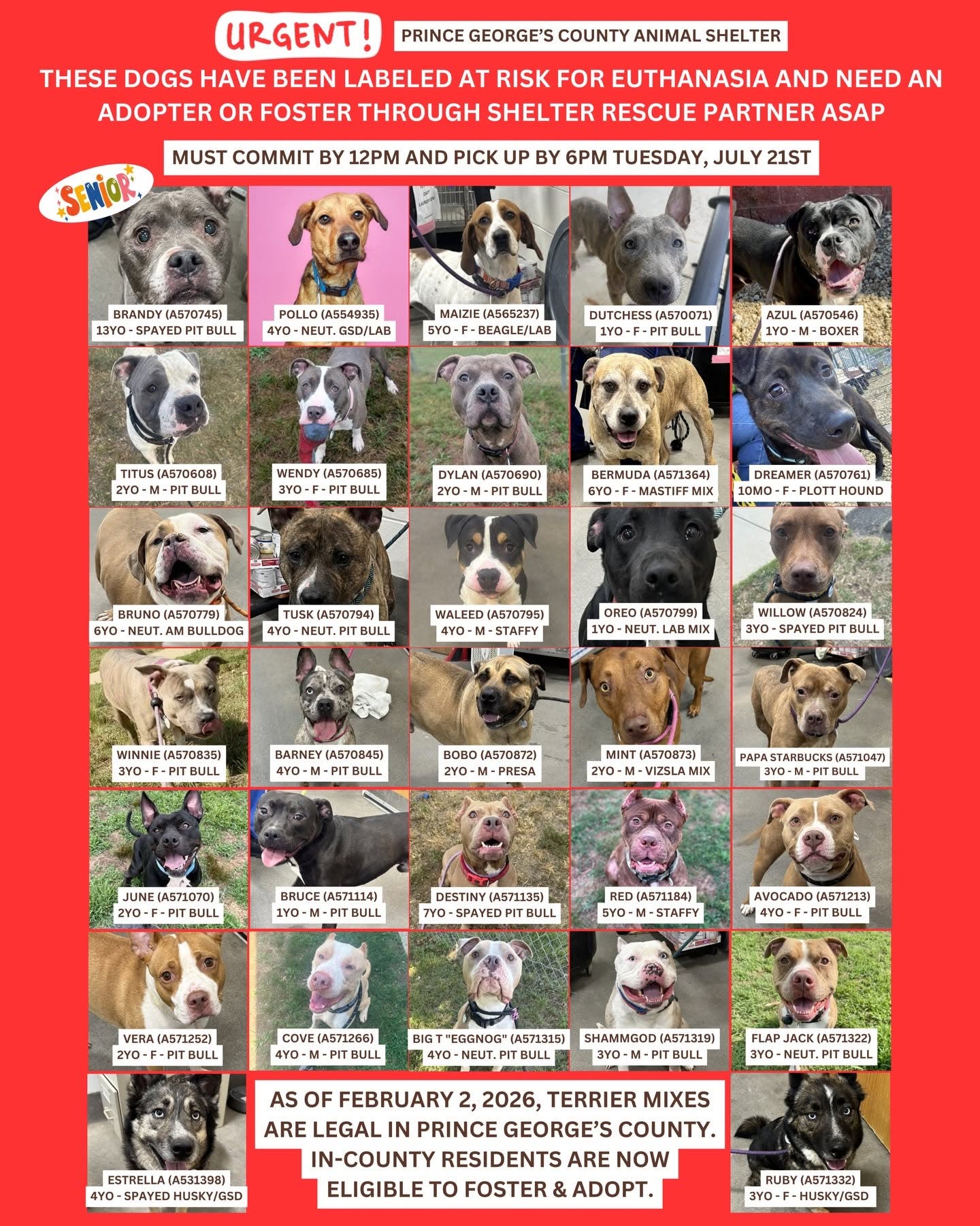 Adopt and Foster Urgent Dogs - Reduced Adoption Fee - Thursday (11AM - 7PM, Arrive by 6PM)