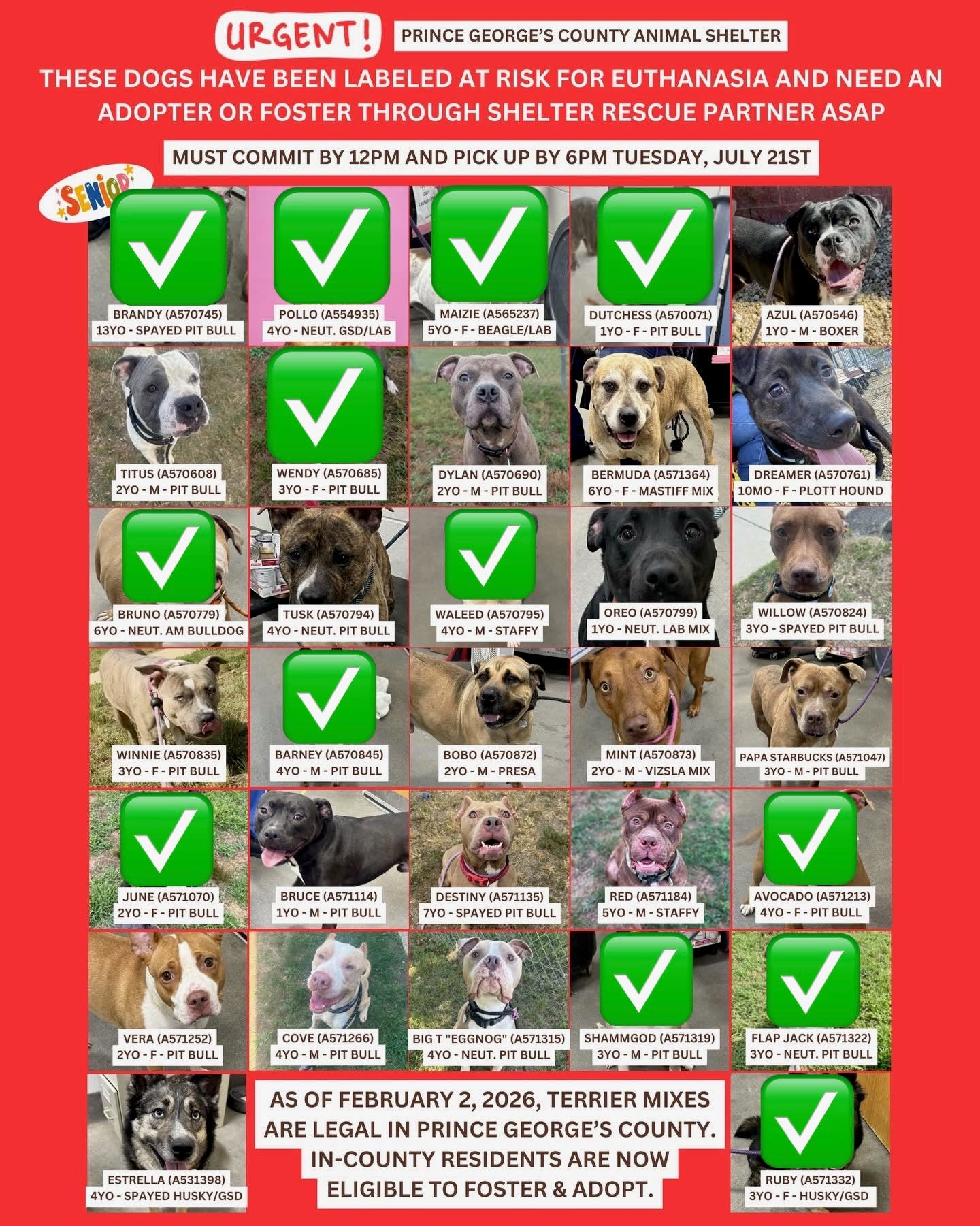 Adopt and Foster Urgent Dogs - Final Day (11am - 7pm, arrive by 6pm)