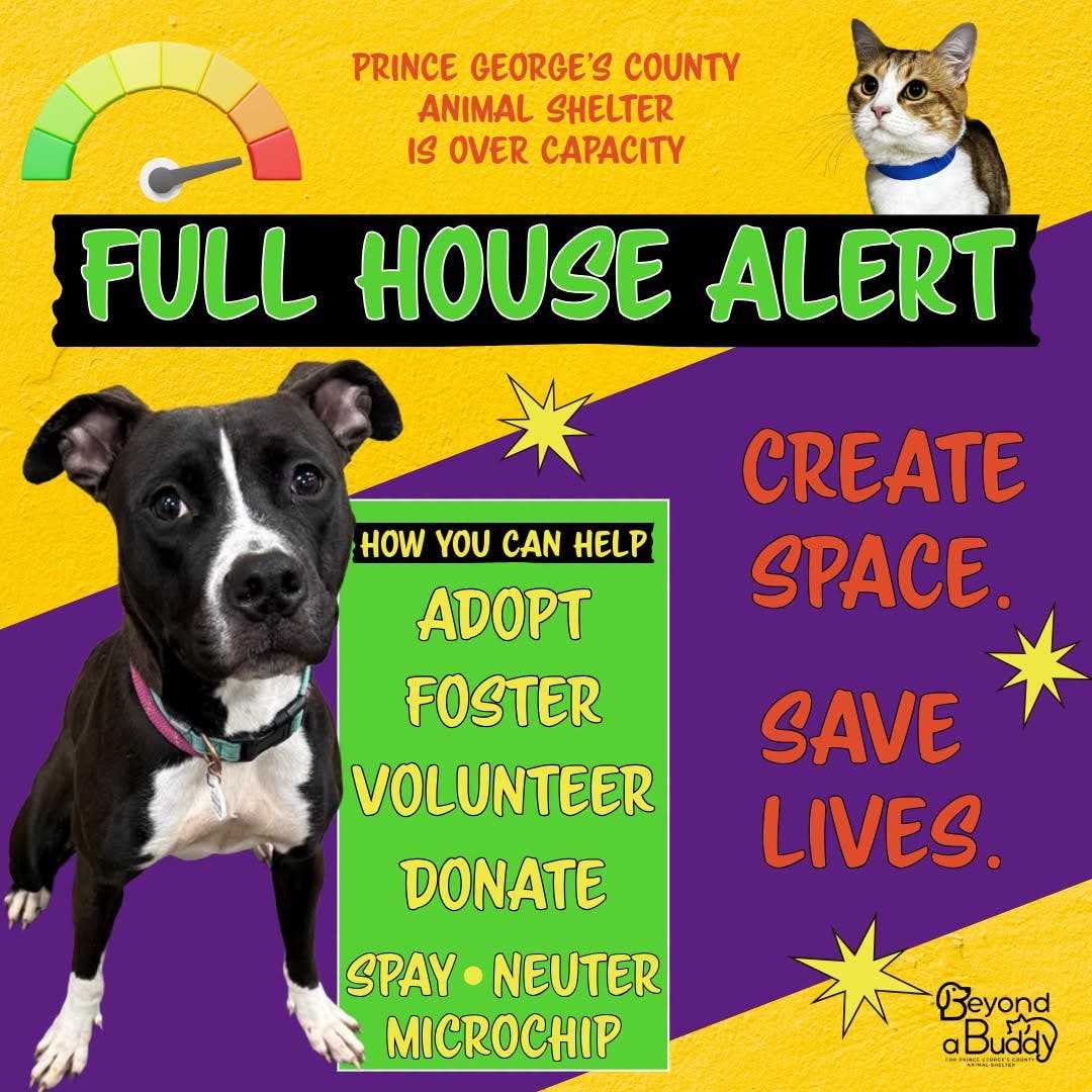 Community Help Is Needed for Dogs and Cats - Full House Alert - PG County Animal Shelter