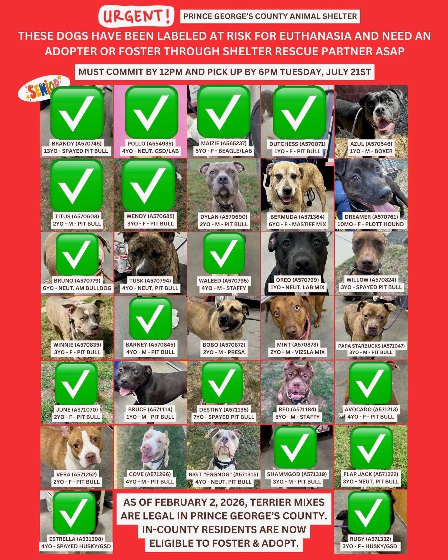 Adopt and Foster Urgent Dogs - Final Day (11am - 7pm, arrive by 6pm)