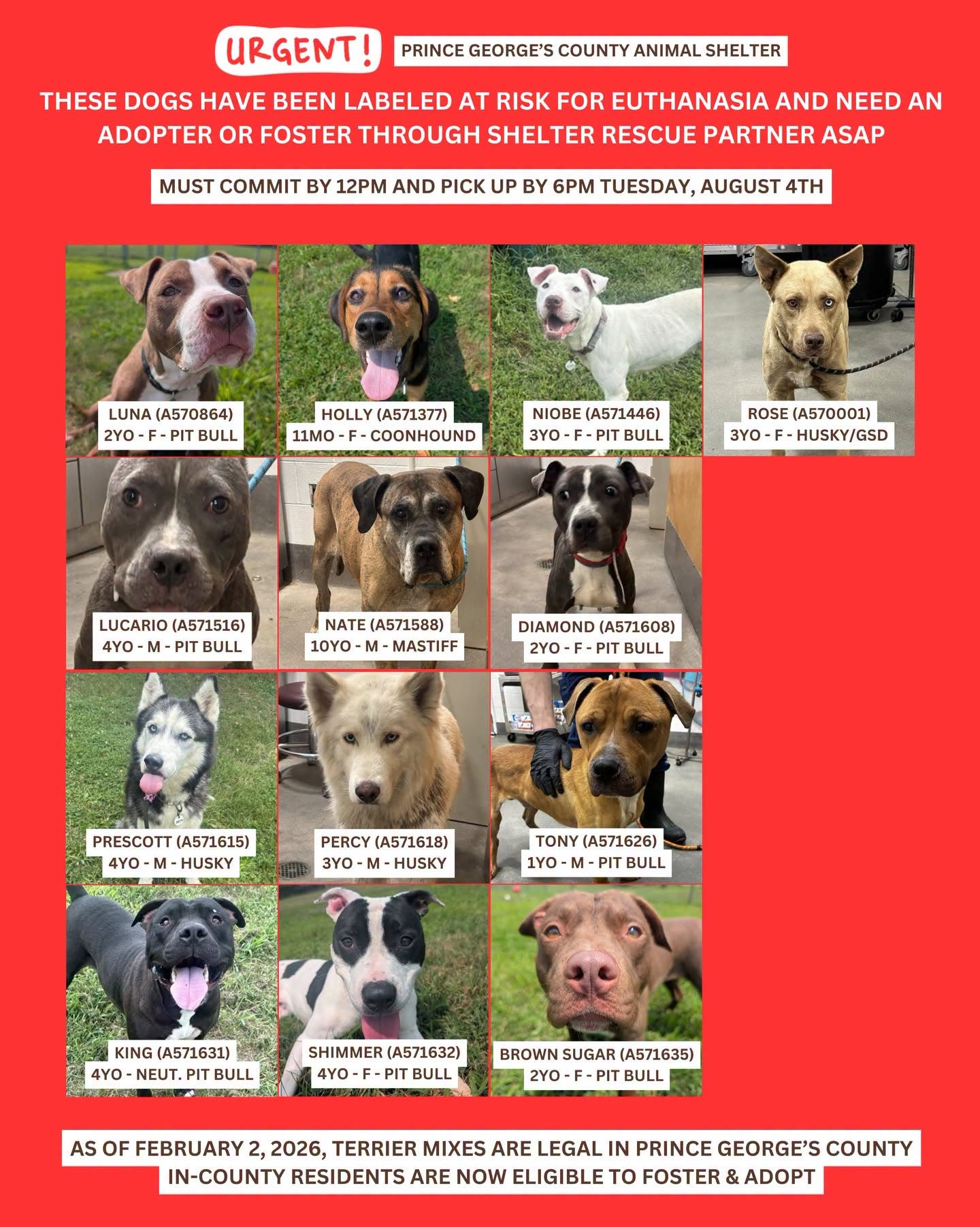 Adopt and Foster Urgent Dogs - Thursday (11AM - 7PM, Arrive by 6PM)
