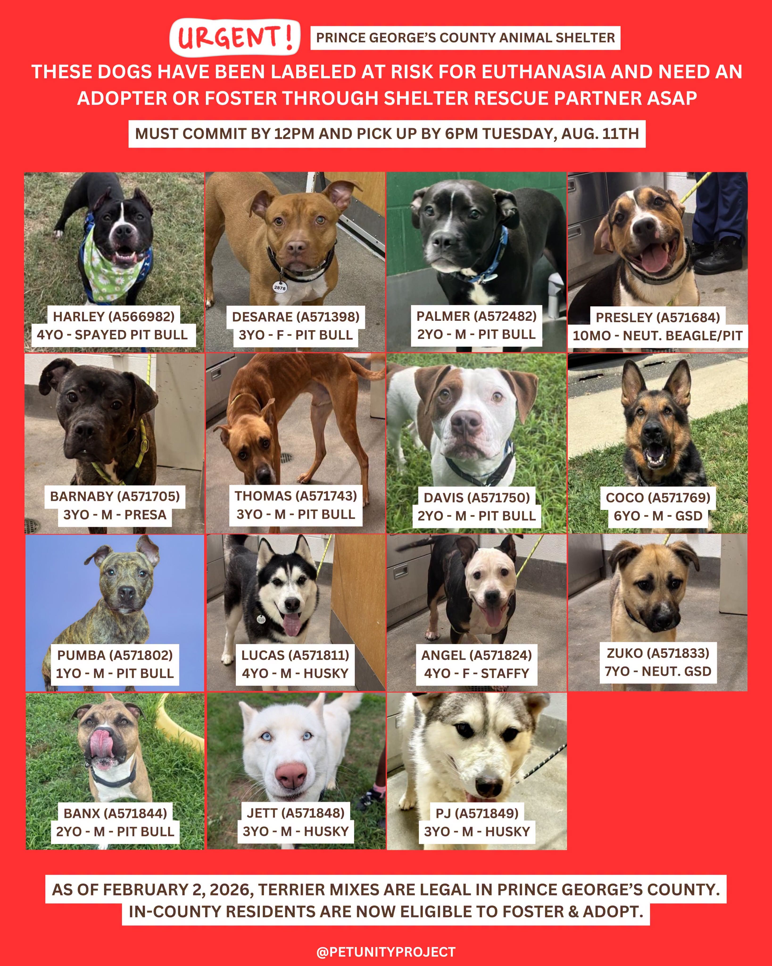 Adopt Pets for Free - Adopt & Foster Dogs on Urgent List (11AM - 7PM, Arrive by 5:30PM)