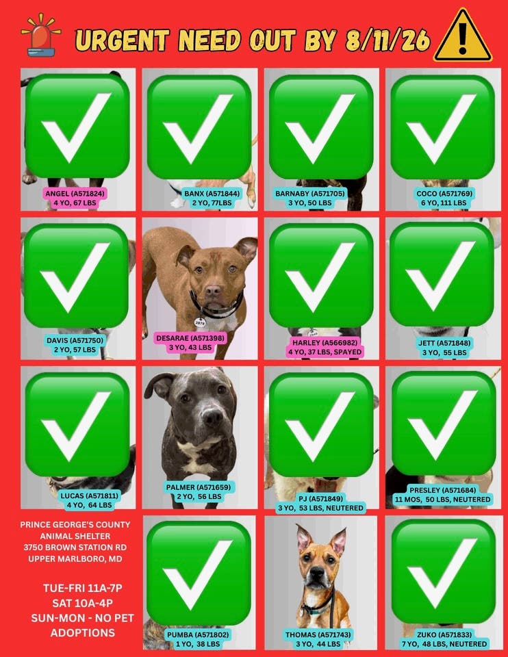 Adopt Pets for Free - Adopt & Foster Dogs on Urgent List (11AM - 7PM, Arrive by 5:30PM)