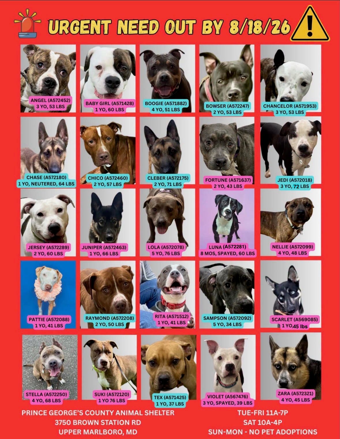 Clear the Shelter: Adopt a Pet for Free - Adopt & Foster Urgent Dogs (11am - 7pm, arrive by 6pm)