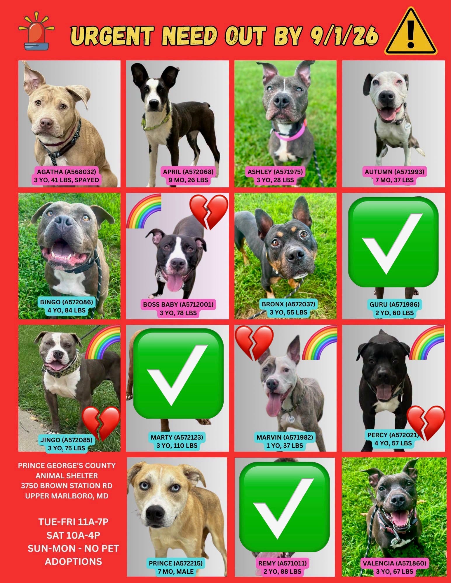 Clear the Shelter: Adopt a Pet for Free - Adopt & Foster Urgent Dogs (11am - 7pm, arrive by 6pm)