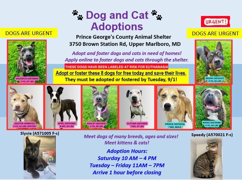 Adopt Pets for Free - Adopt & Foster Dogs and Cats (10AM - 4PM, Arrive by 3PM)